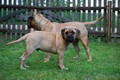 Glitter Stars FCI, Bullmastiff and Russian Toy Terrier home kennel