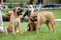 Glitter Stars FCI, Bullmastiff and Russian Toy Terrier home kennel