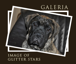 Glitter Stars FCI, Domowa hodowla psw rasy Bullmastiff i Rosyjski Toy Terrier